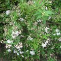 Deutzia discolor P1C (2)